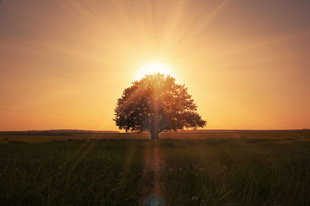 Tree in field at sunrise, golden light