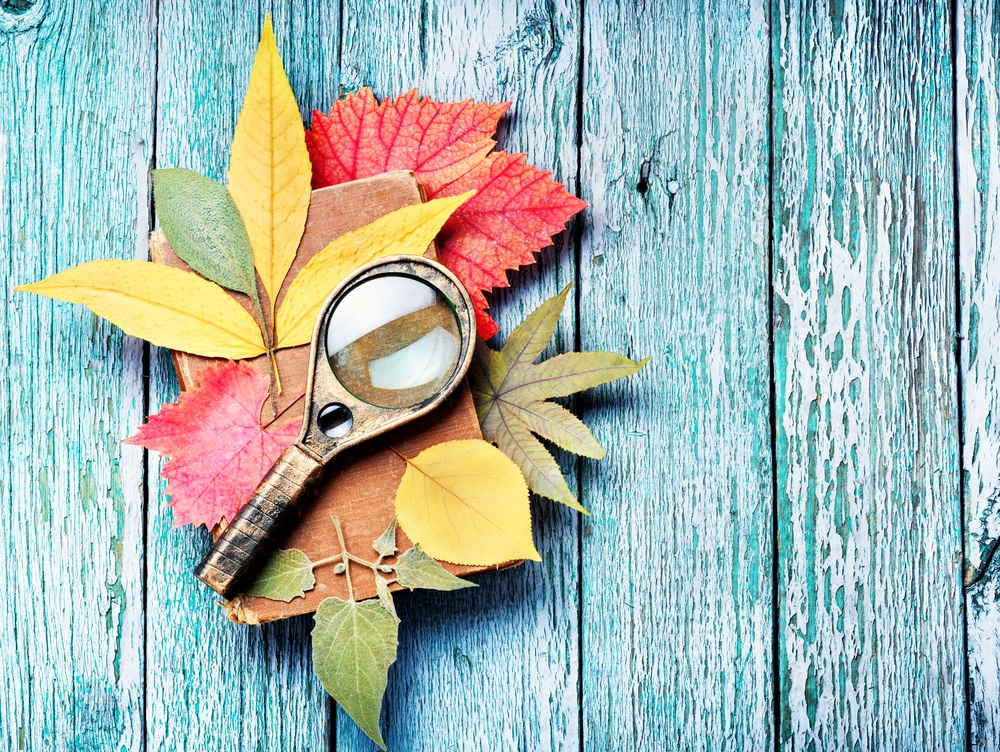 Stack of pressed autumn leaves with magnifying glass