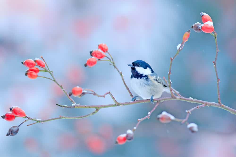 Crested Tit songbird on a branch with berries in winter