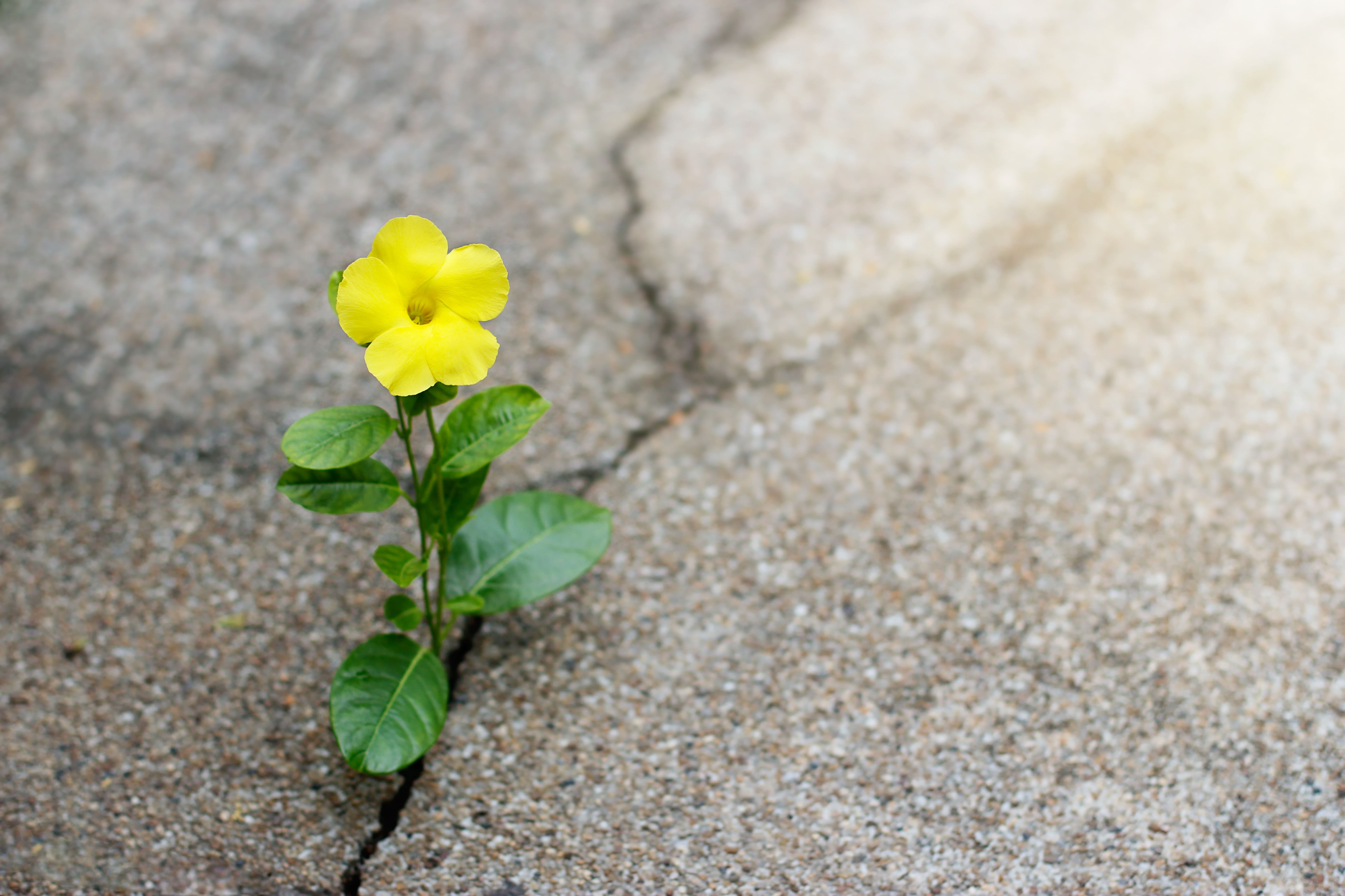 flower growing in crack in pavement